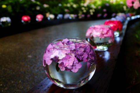 奈良 紫陽花の名所＆絶景