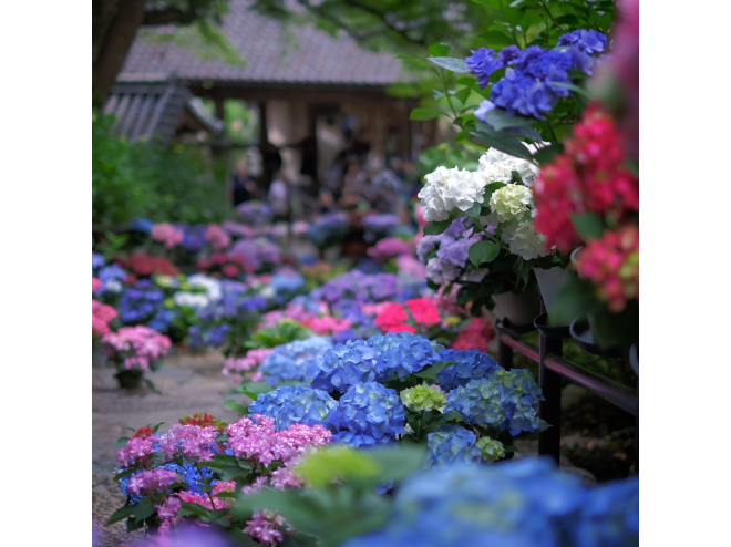 長谷寺