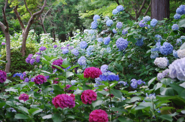 門僕神社（オハツキイチョウ）