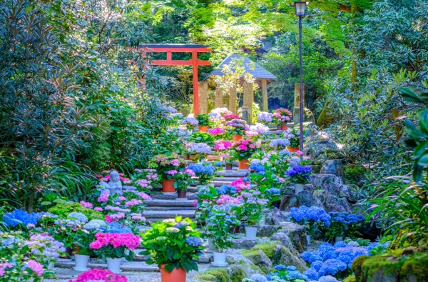 岡寺