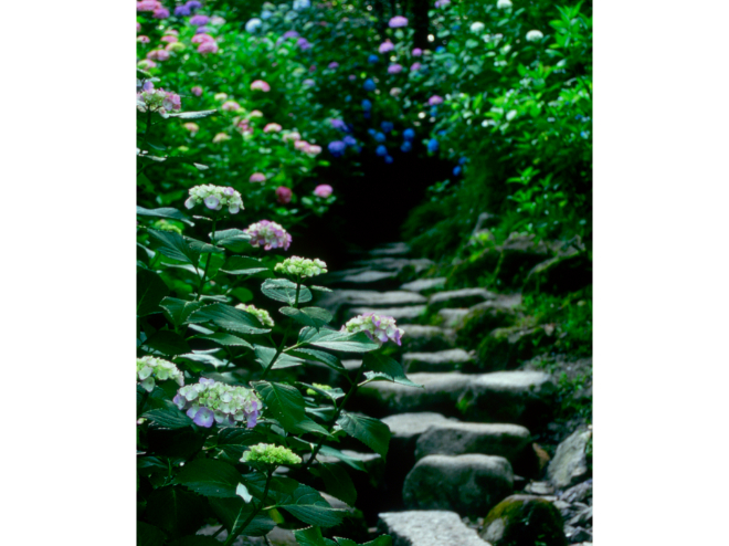 矢田寺