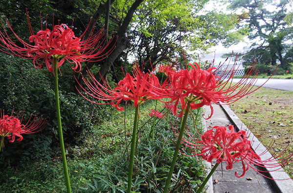 公益財団法人 大和文華館