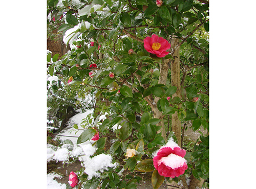 名勝依水園（椿）