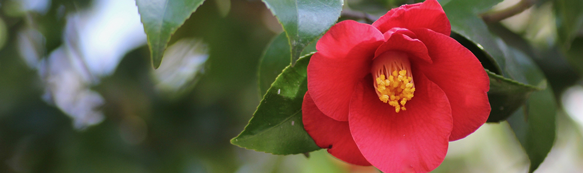 奈良 椿の名所＆絶景