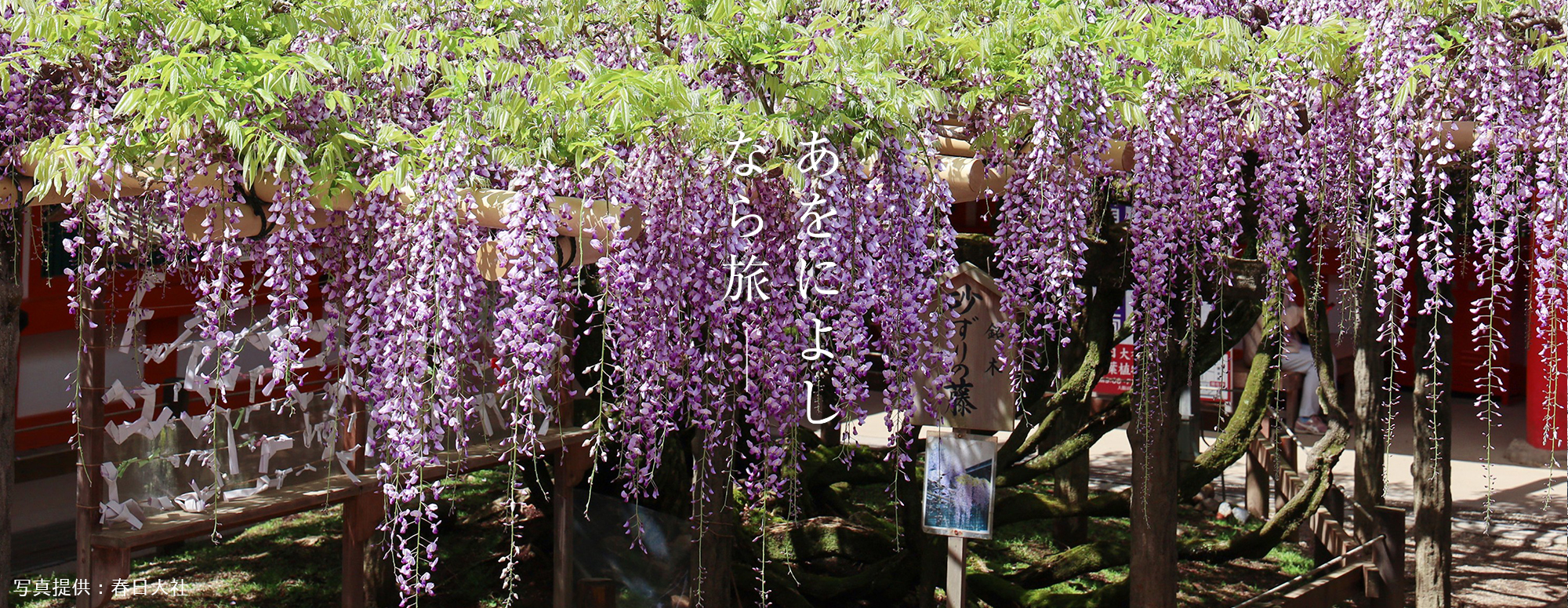 藤（春日大社）