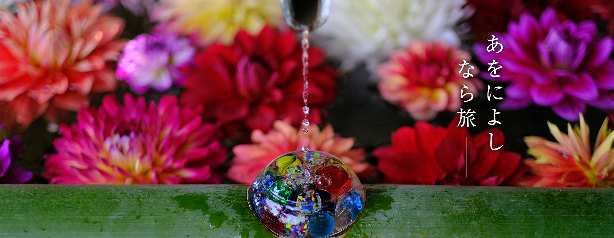 天竺牡丹（ダリア）（岡寺）