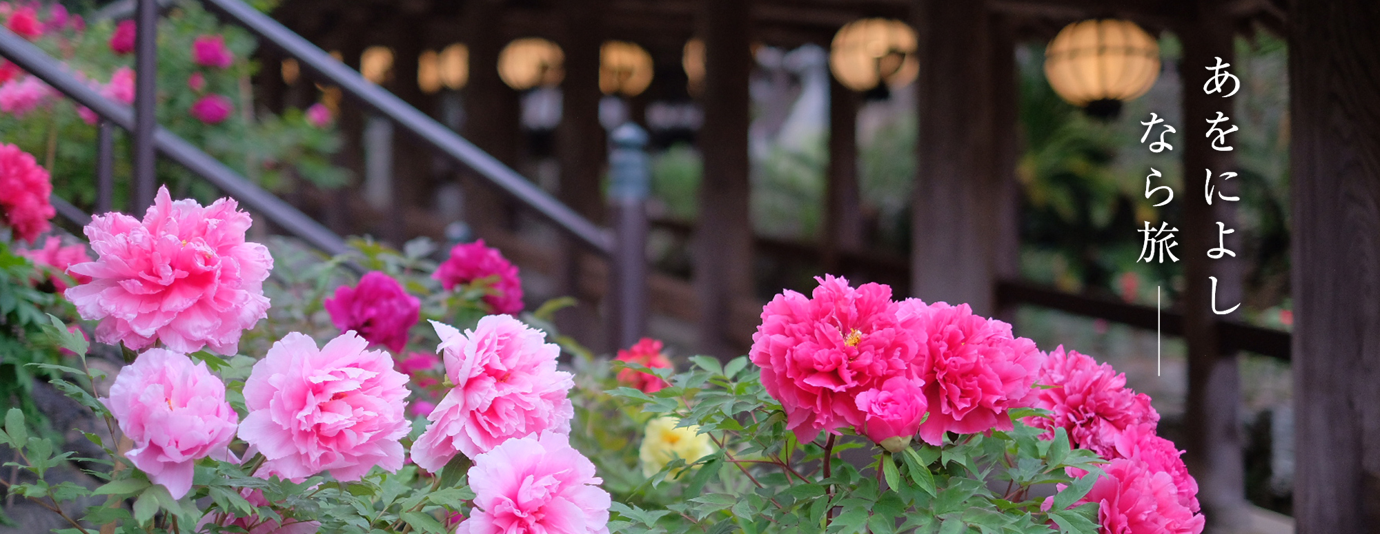 ぼたんまつり（長谷寺）