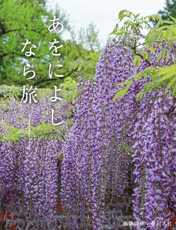 藤（春日大社）