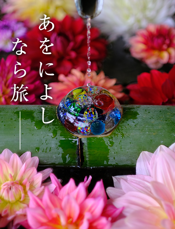 天竺牡丹（ダリア）（岡寺）