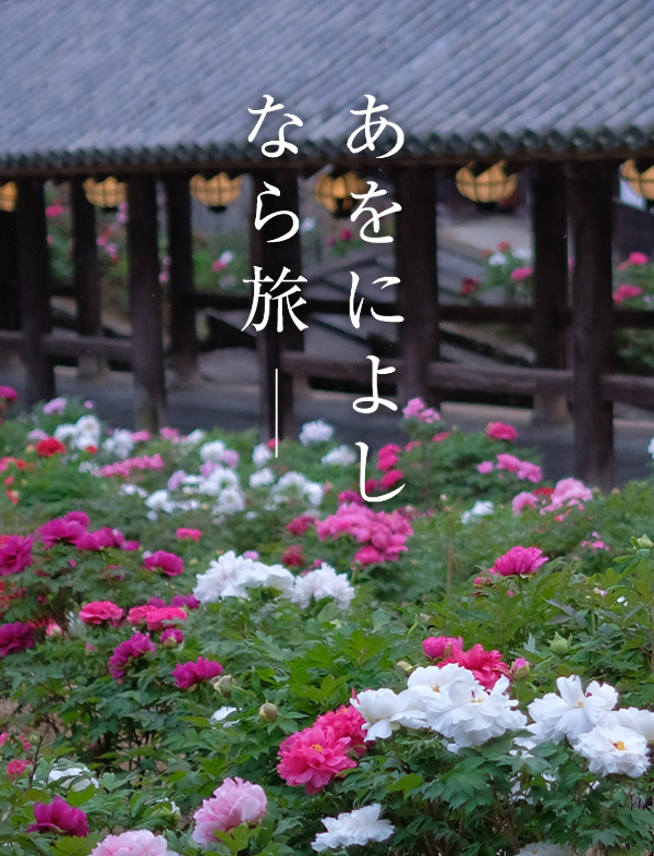 ぼたんまつり（長谷寺）