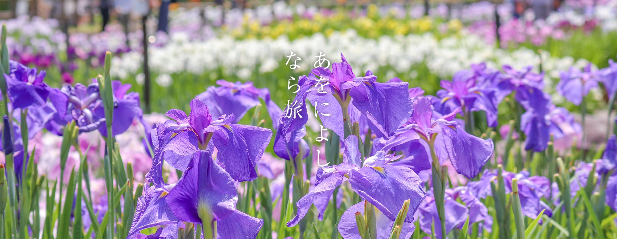 花菖蒲（馬見丘陵公園）