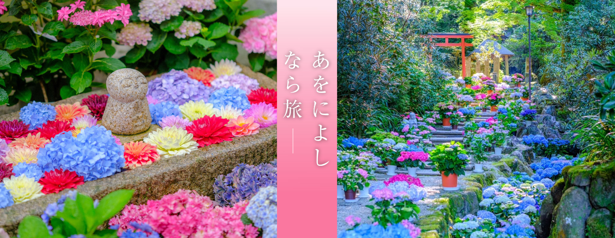 あじさい回廊（岡寺）