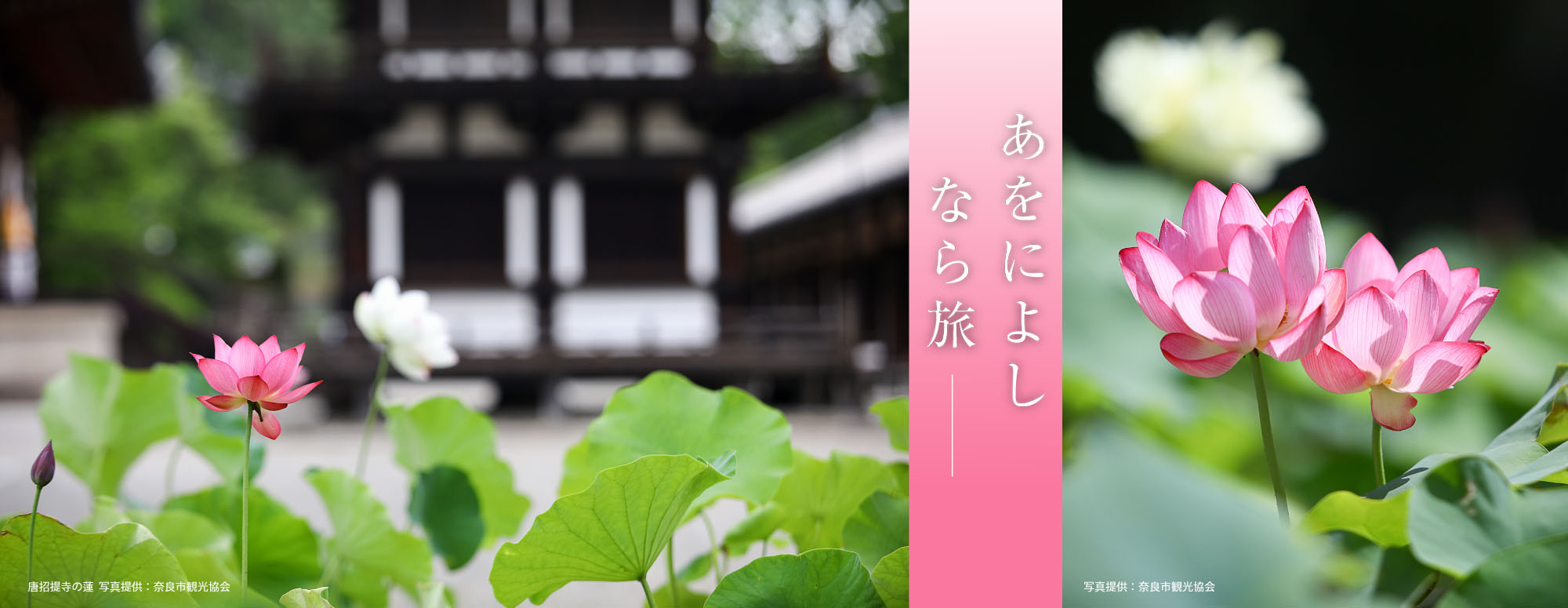奈良・西ノ京ロータスロード ～蓮と歴史を楽しむ旅～