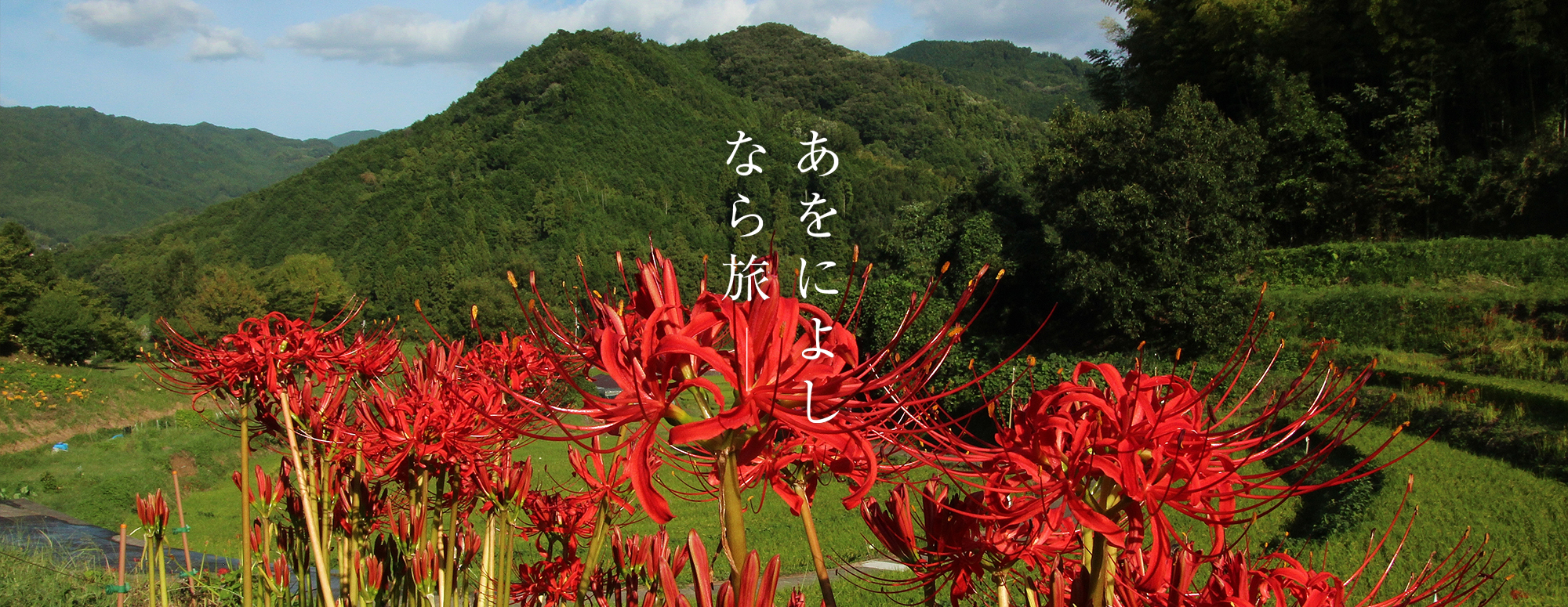 彼岸花（明日香村））