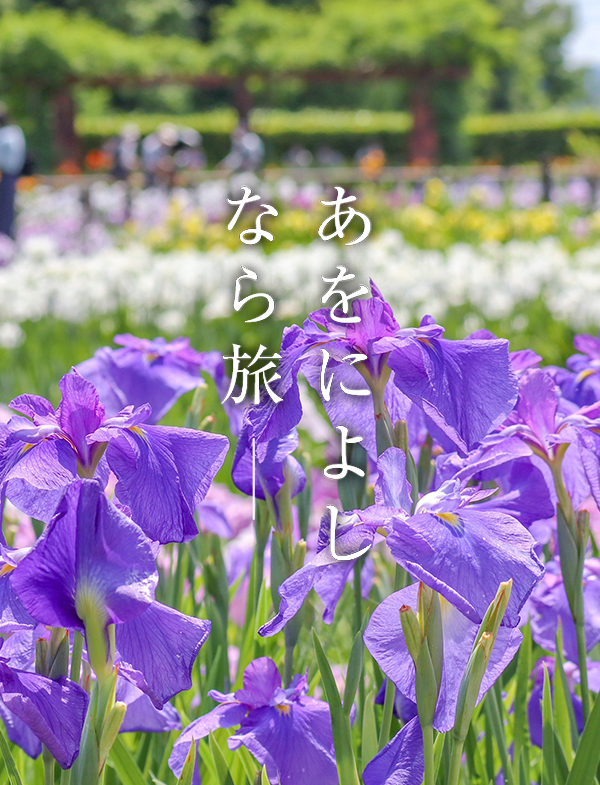 花菖蒲（馬見丘陵公園）