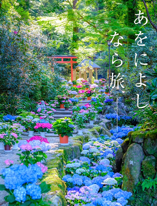 あじさい回廊（岡寺）