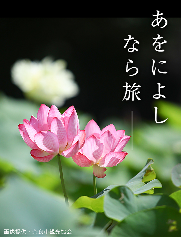 奈良・西ノ京ロータスロード ～蓮と歴史を楽しむ旅～