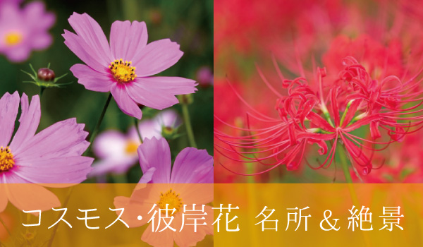 コスモス・彼岸花の名所＆絶景
