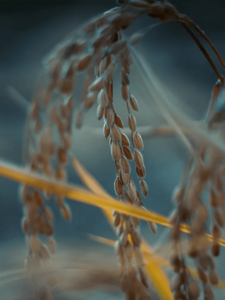 奈良の風景写真