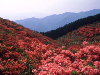 葛城山 ツツジ 奈良県観光 公式サイト あをによし なら旅ネット 御所市 生駒 信貴 斑鳩 葛城エリア フィルムコミッション 奈良県サポートセンター