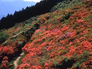 葛城山 ツツジ 奈良県観光 公式サイト あをによし なら旅ネット 御所市 生駒 信貴 斑鳩 葛城エリア フィルムコミッション 奈良県サポートセンター