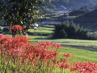 明日香 彼岸花 奈良県観光 公式サイト あをによし なら旅ネット 明日香村 山の辺 飛鳥 橿原 宇陀エリア フィルムコミッション 奈良県 サポートセンター