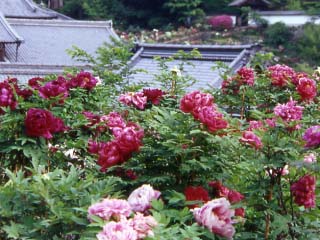 長谷寺 ぼたん 奈良県観光 公式サイト あをによし なら旅ネット 桜井市 山の辺 飛鳥 橿原 宇陀エリア フィルムコミッション 奈良県サポートセンター