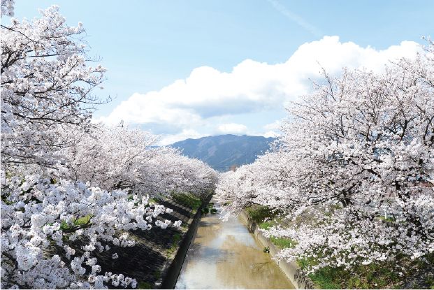 高田千本桜
