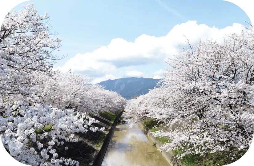 高田千本桜